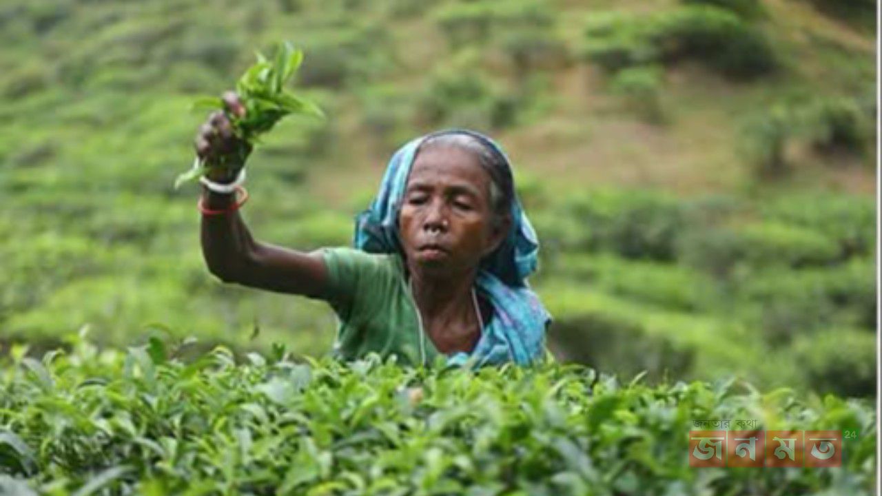 চুনারুঘাটে চা-বাগানে বাড়ছে যক্ষ্মা রোগী, ঔষধ সংকট